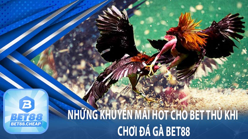 Những khuyến mãi hot cho bet thủ khi chơi đá gà Bet88